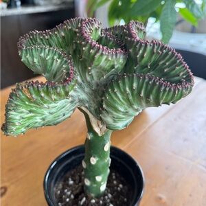 Rare Stunning Grafted Cactus. Show Stopper! Exotic and Unique. Perfect Gift!